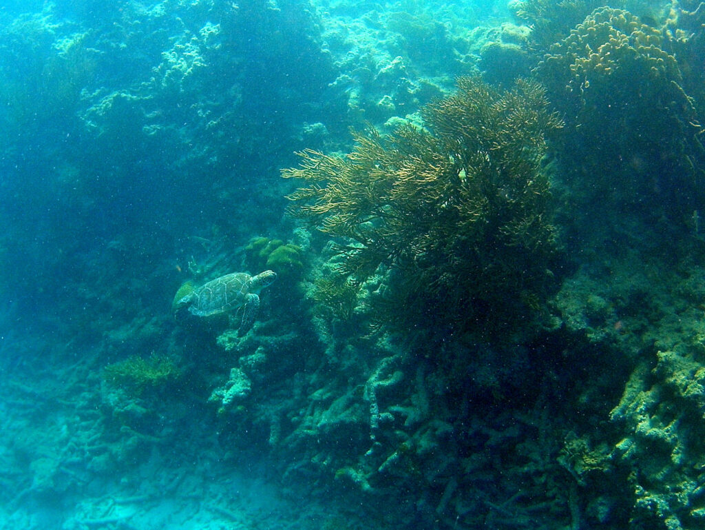 Snorkelen bij Klein Bonaire
