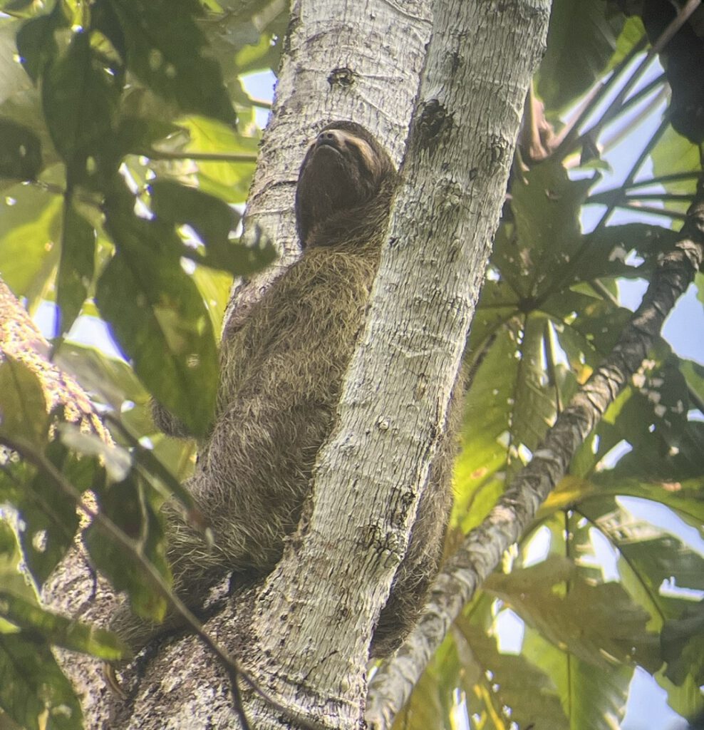 Sloth Corcovado